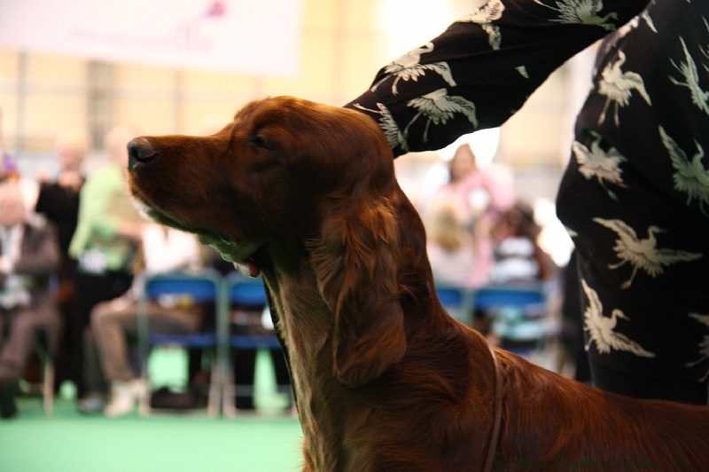 Crufts2011_2 113.jpg